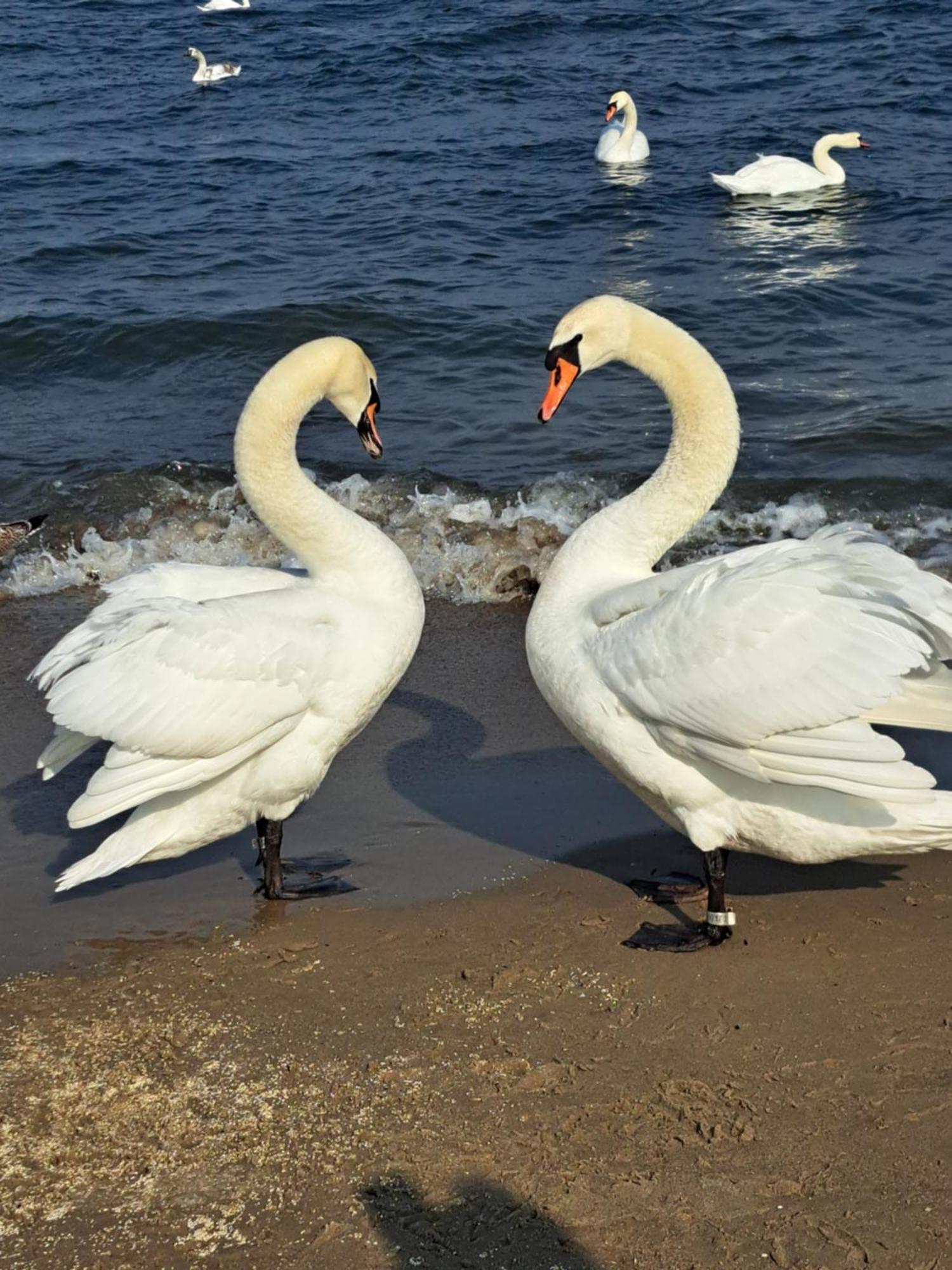 Baltic Pearl Daire Sopot Dış mekan fotoğraf